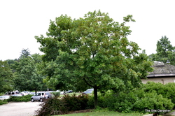 Acer saccharum 'Legacy' — photo 4